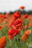poppies